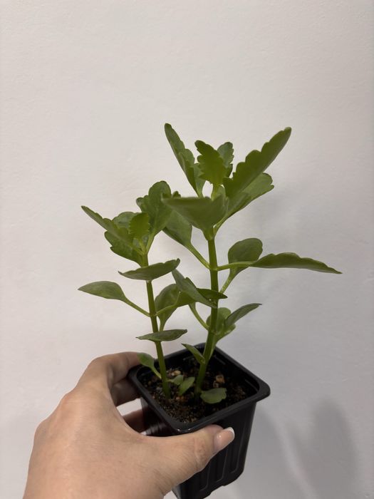 Продам комнатные цветы