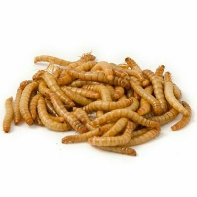 Кепак курти сотилади