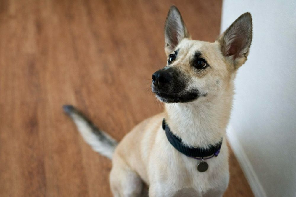 Пес Арчи — молодой и очень добрый