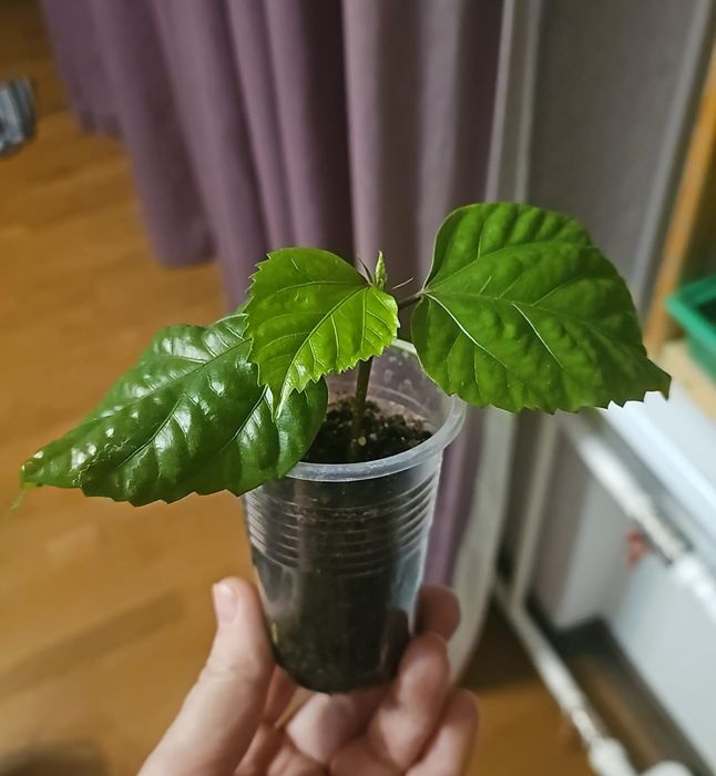 Гибискус. Китайская роза