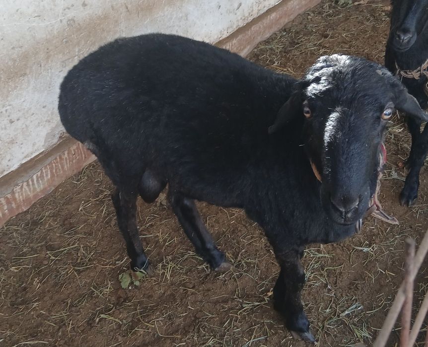 Сотиладилан куйлар бор