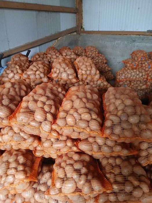 Cartofi de Consum Calitatea 1