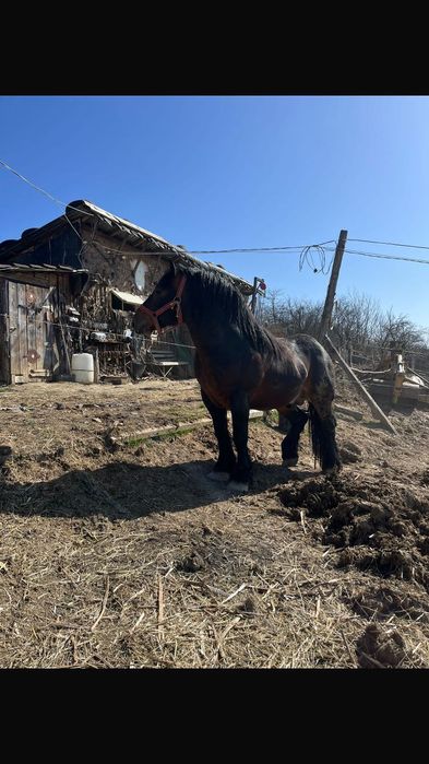 Vând armăsar ardenez Vârsta 2 ani și 10 luni