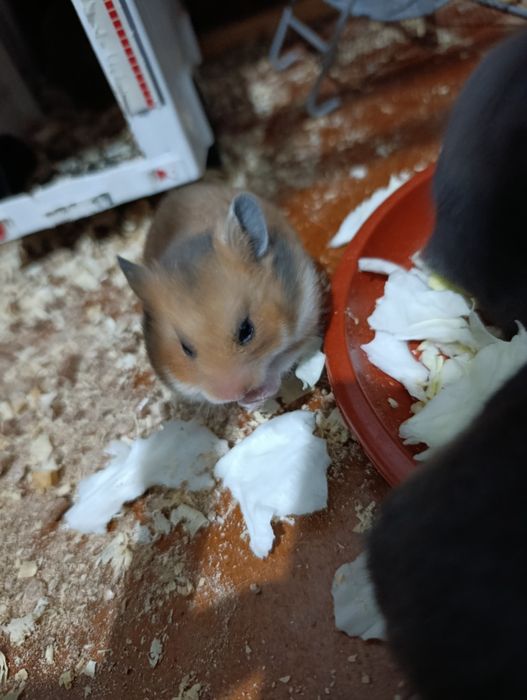 Хамяк  Сиренский сотилади