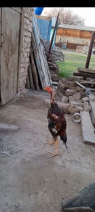 Продам петушка дакан