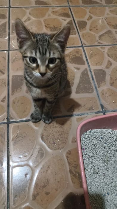 Отдам красого котёнка (кошечка)