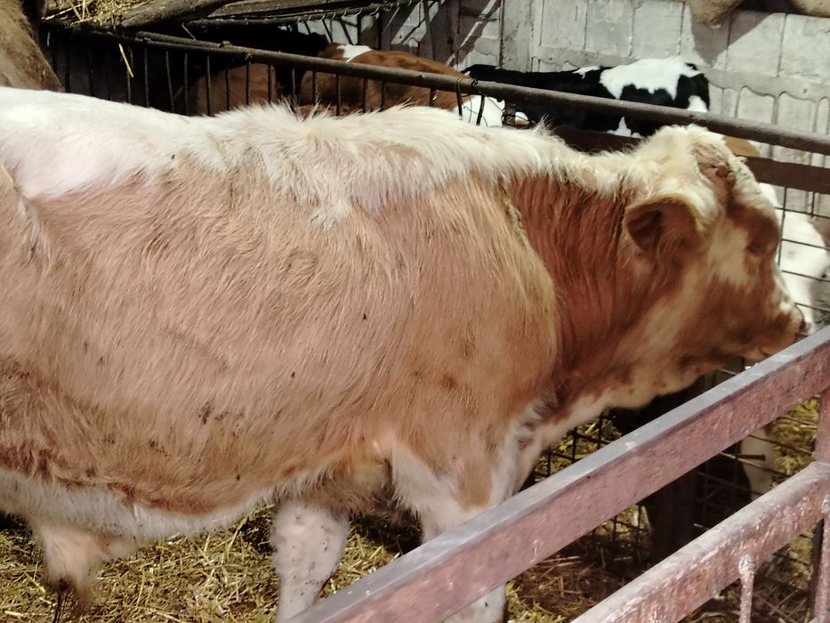 Tauri și vitea 200-220 kg