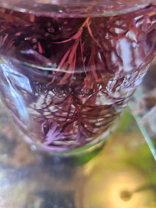 Продам роталу колората