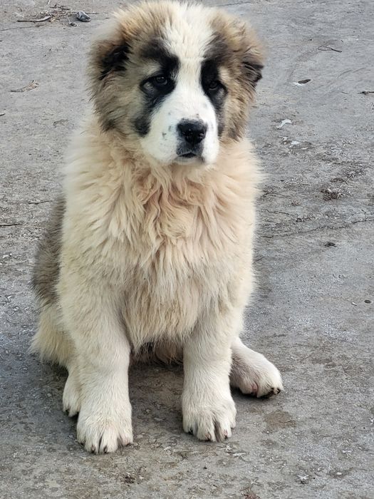 Щенки бойцовые..