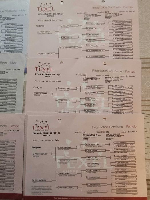 Femele Texel linie Marea Britanie