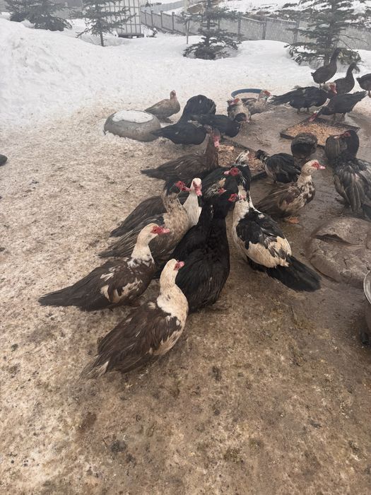 Индаутки селещни и уточки