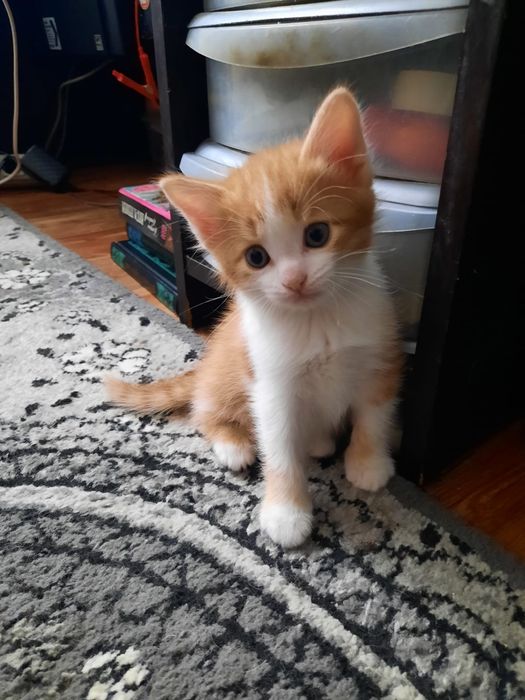 Милый котик ищет семью