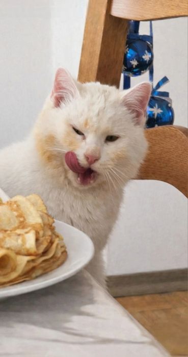 Котик  ищет  дом.