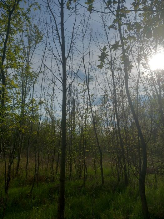 Frasin (fraxinus excelsior)