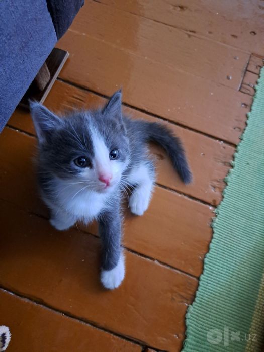 Отдадим котят в добрые руки