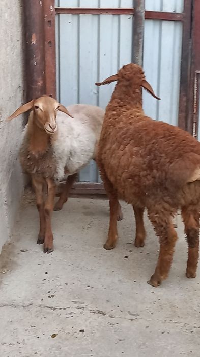 Barrala sotiladi