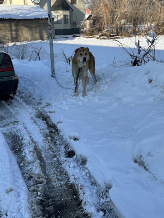 Продам молодой ,