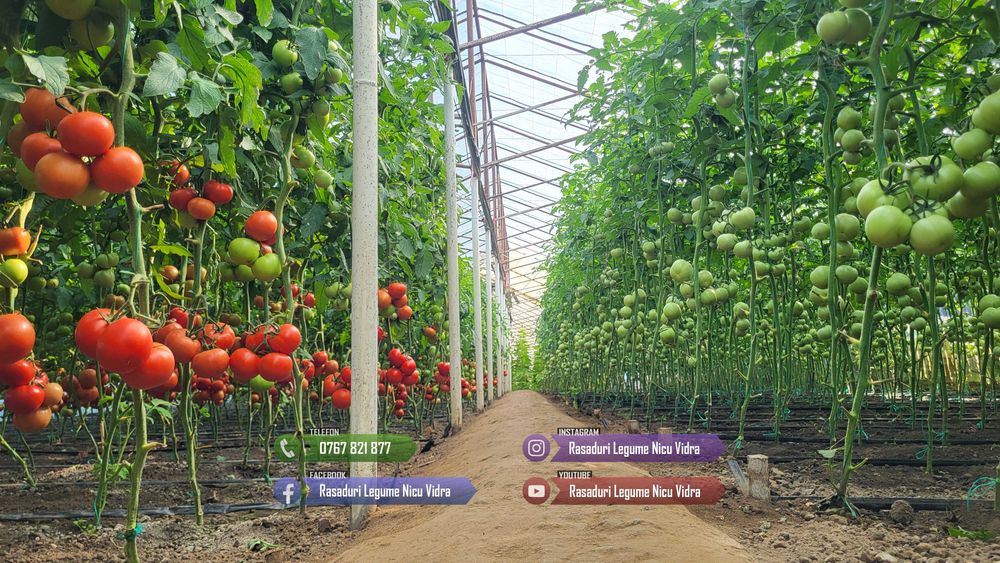 Rasaduri Legume : Rasad de rosii tomate ardei vinete castraveti varza