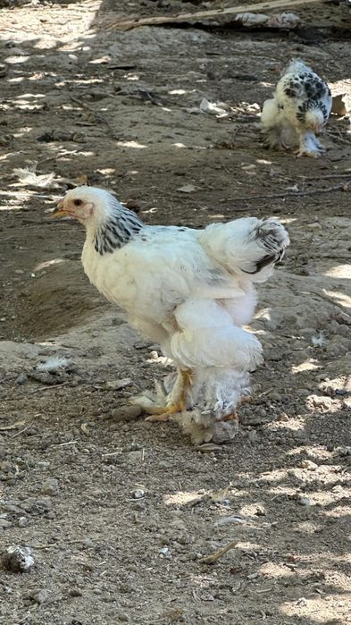 Цыплята чистокровных брамы