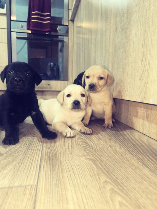 Щенки лабрадоры ищуют семью