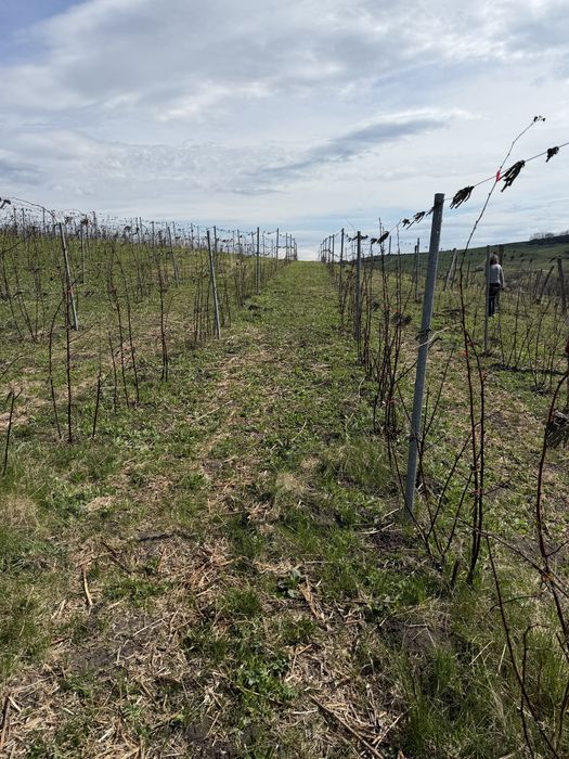 Teren extravilan  13600 mp/ afacere / plantatie mure