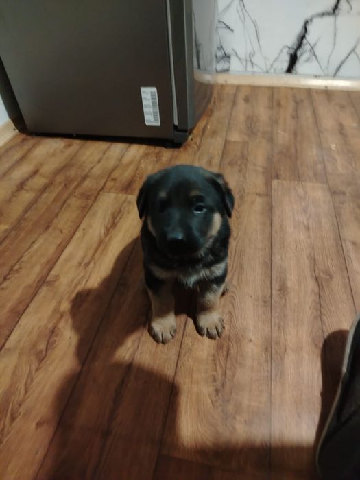 Продам щенка Оватарку