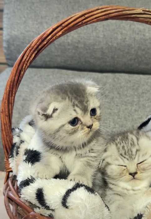 Британска късокосместа