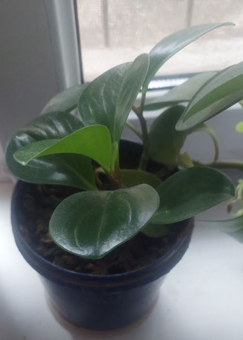 Продаю комнатные цветы