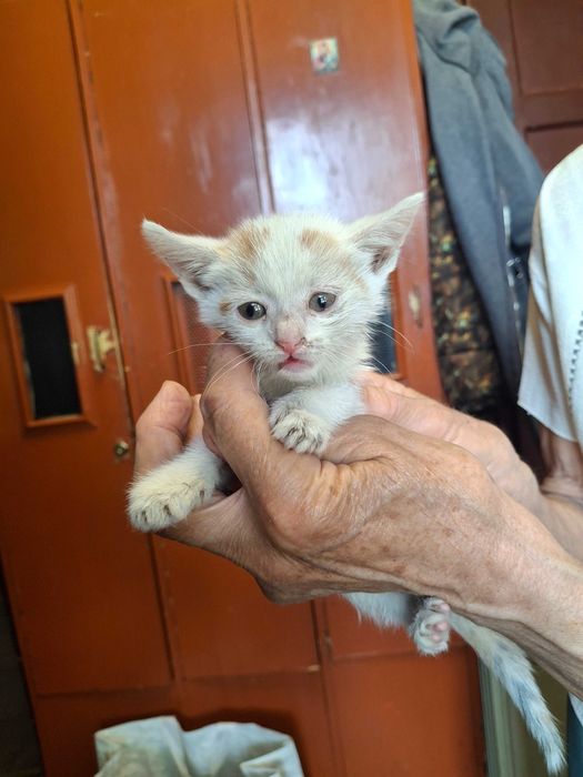 Котета на около 1-2 месеца в гр.София, Лозенец.  Бяло с оранжеви петънца също.