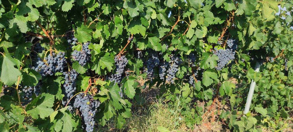 продавам грозде за вино и ракия