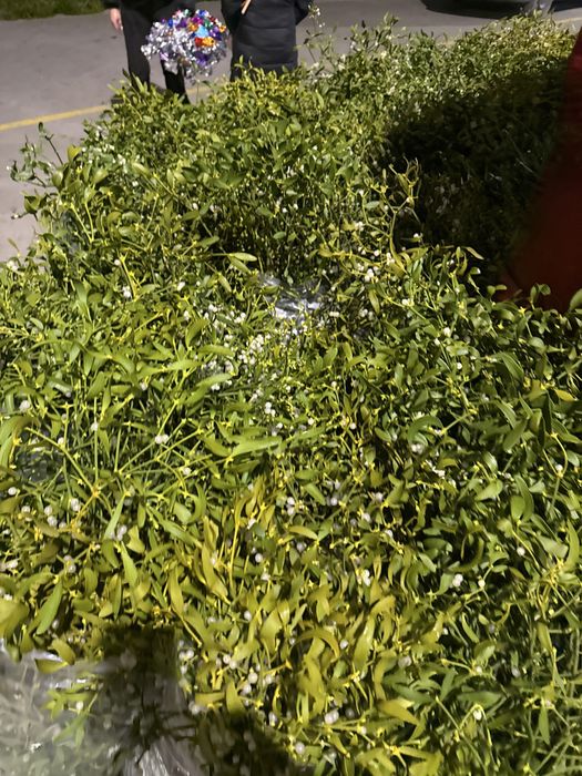 Vansc saci si gramezi