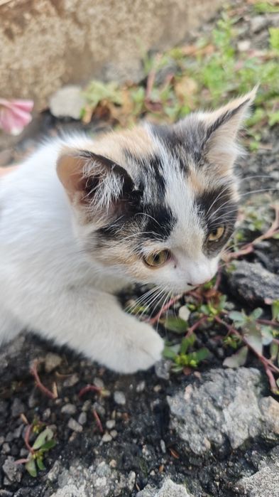 Котенок девочка трехцветная 2 месяца