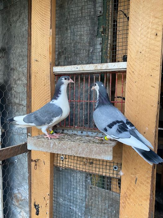 Porumbei jucatori galateni