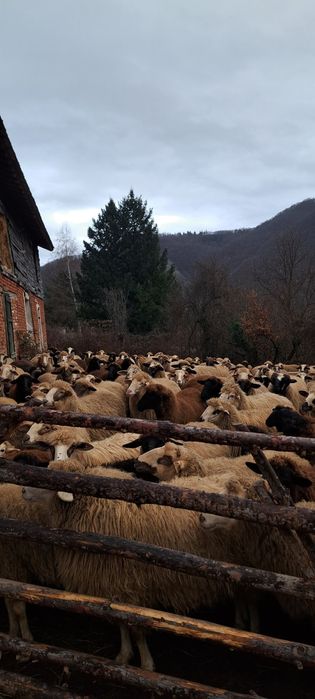 Овце 120 броя област Смолян