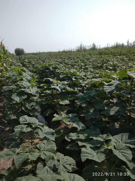 Pavloniya FTE Navi sotiladi