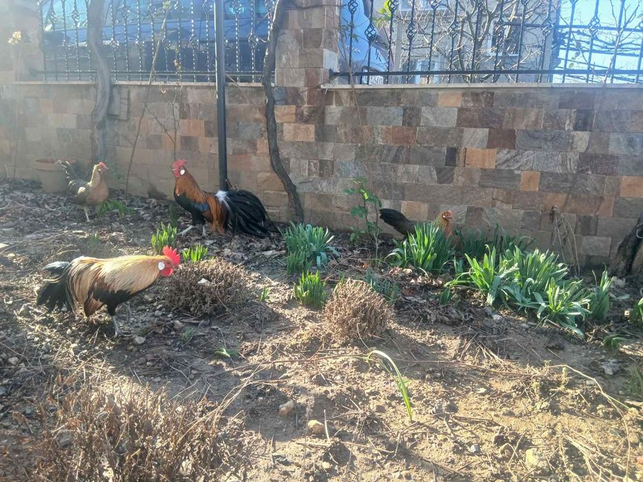 Продавам оплодени яйца от декоративни кокошки Феникс