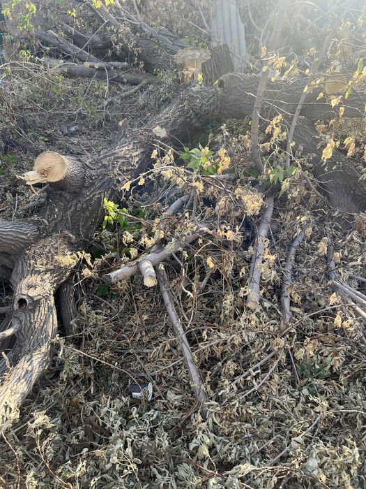 Дрова деревья 4 больших на распил самовывоз