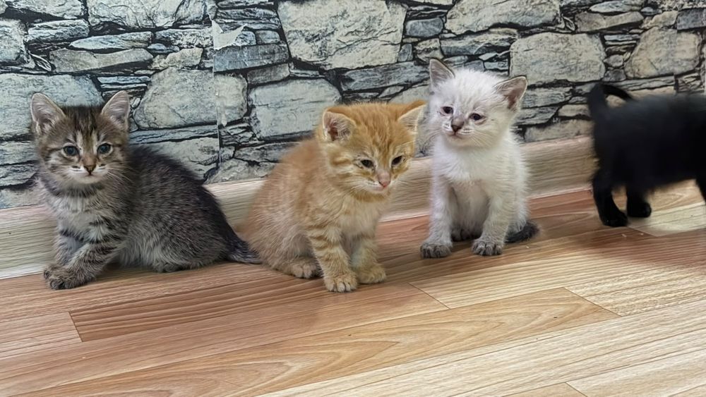 Отдам котят в добрые руки