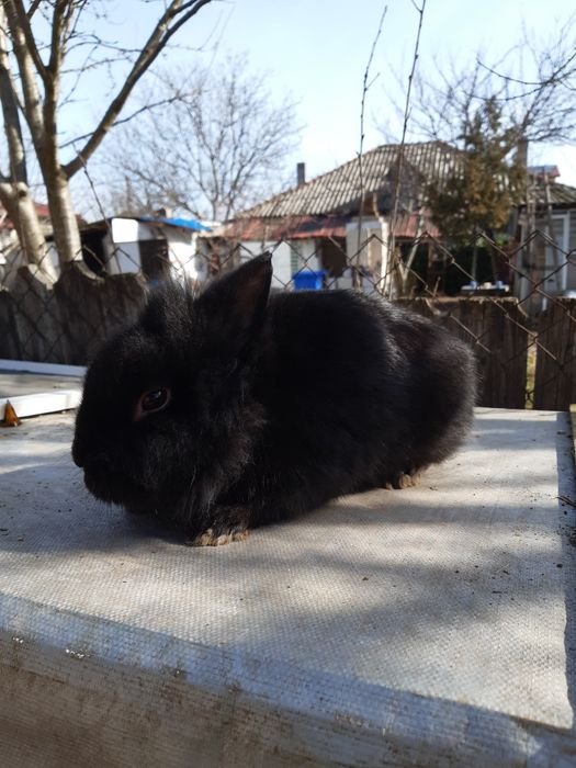 Vând iepuri ,rasă cap de leu