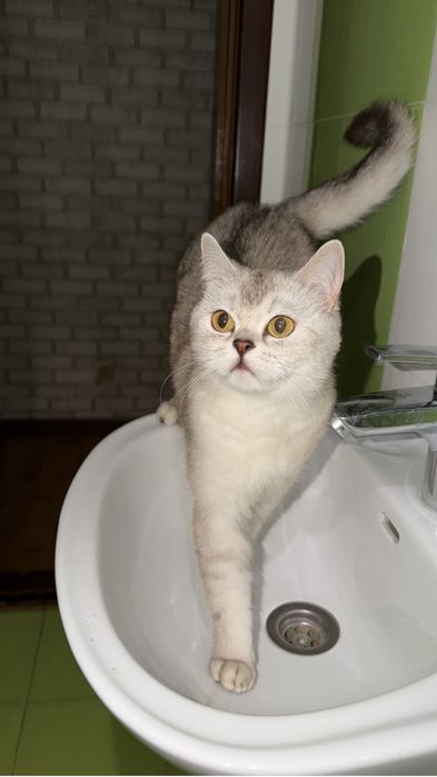 Котята британка шиншила