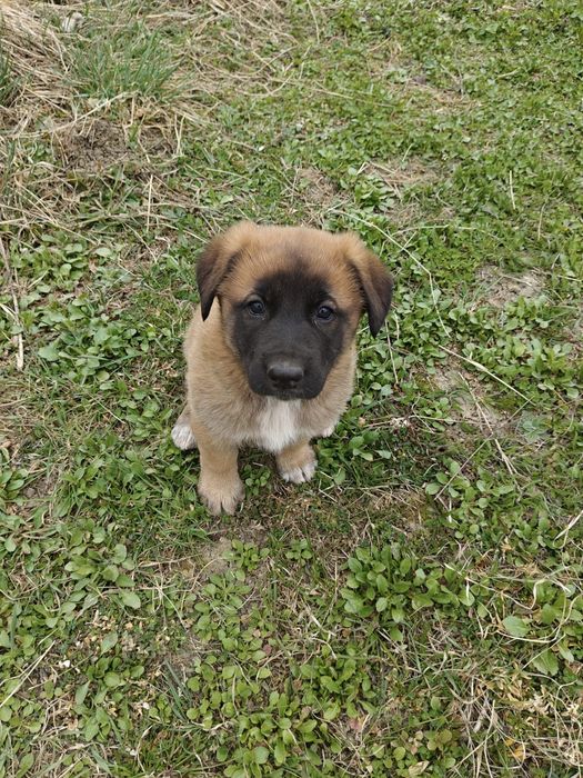 Donez cățelușa Metis Malinois