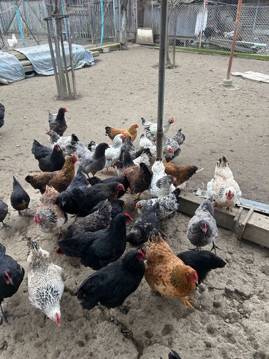 Vând găini 100%de casa