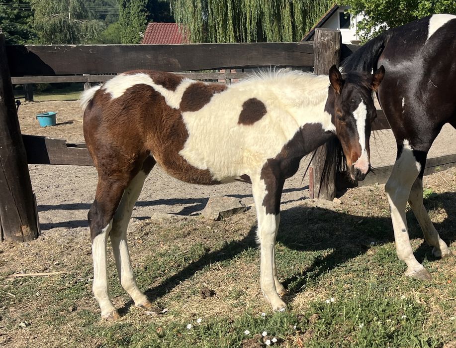 Vand mânji painthorse diferite varste , iepe si armasar.