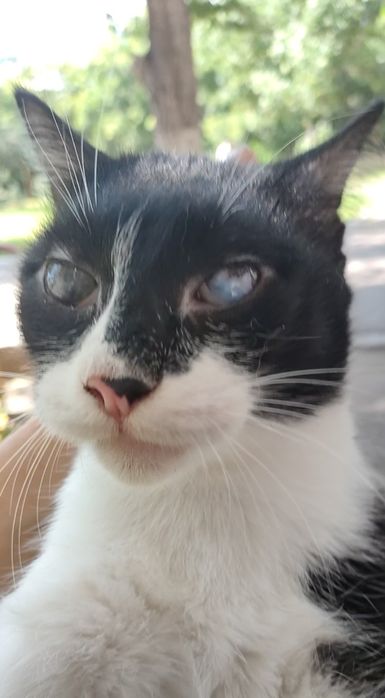 Кот, импозантный мужчина.