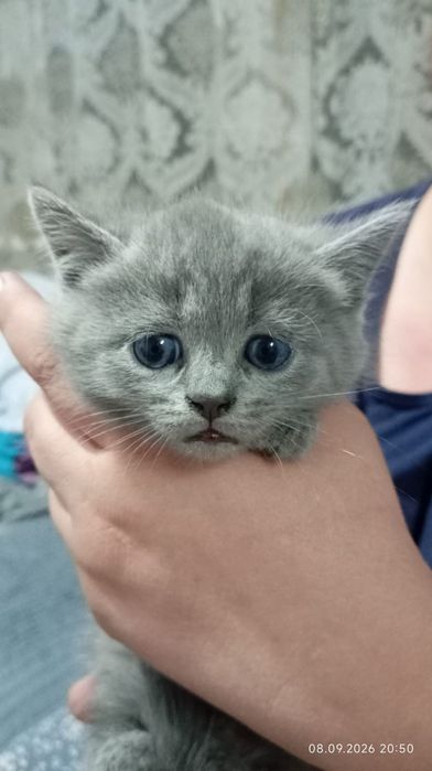 Продам котят котята все красивые