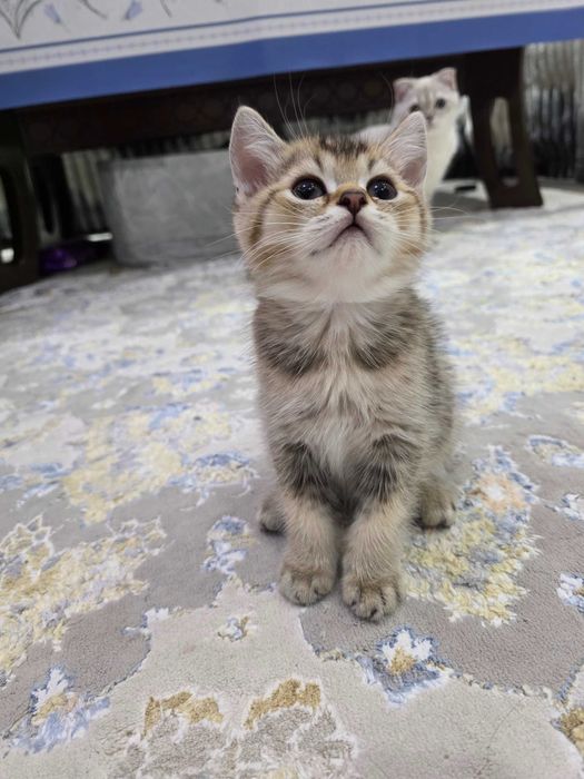 Scottish Fold va Straight mushuklar sotiladi