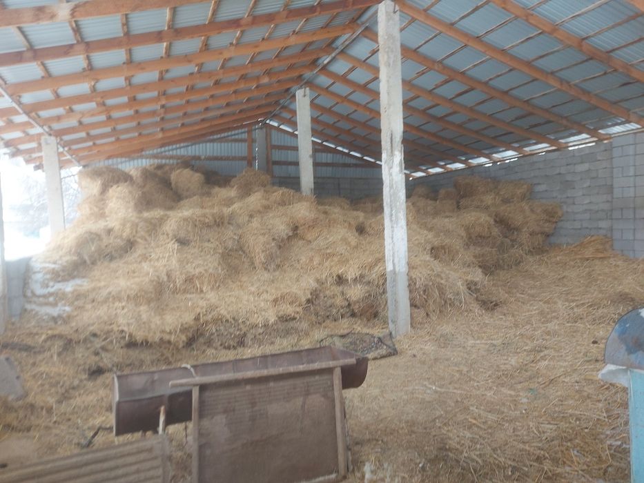 Сабан прес колемди