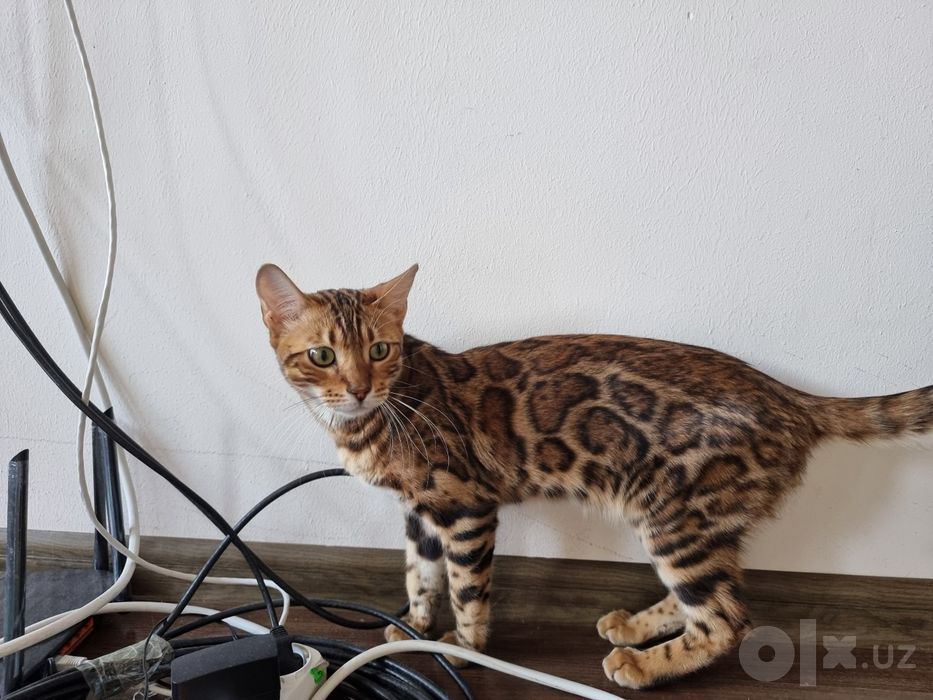 Бенгальский  кот чистокровный