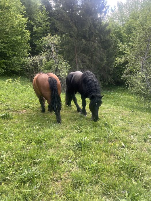 De vanzare iapa 4 ani ,gestanta cu armasarul negru din poze