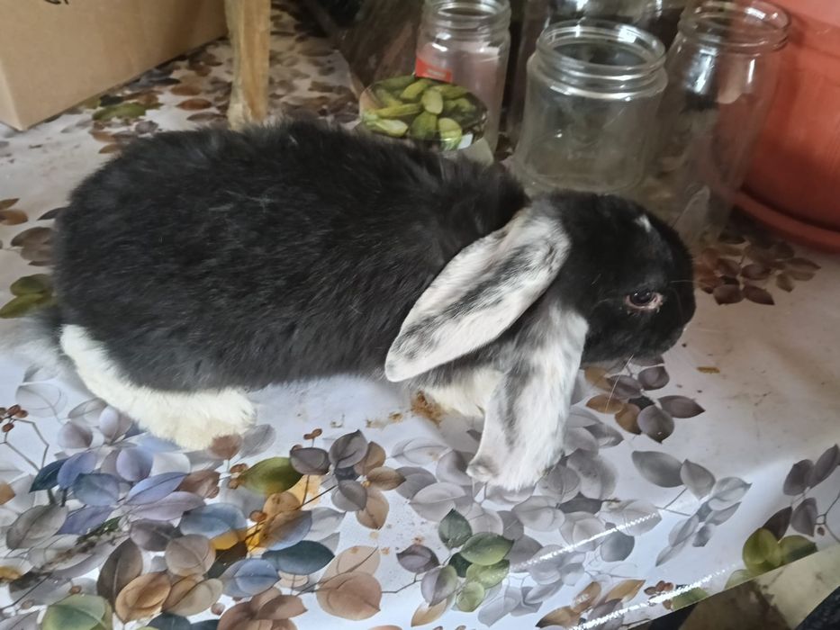 Продам фронсуз бараны и колфорня